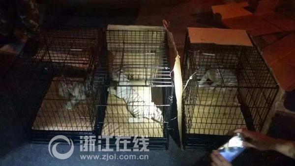 无证商务车私载三只白虎被查 全世界仅200多只
