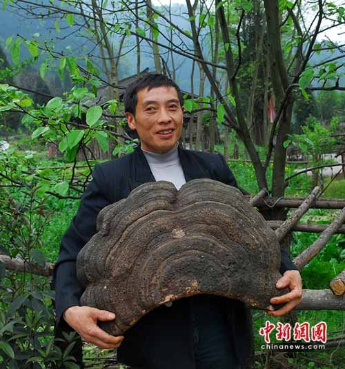 �Ĵ���������ɽ�����ش�Ұ����֥��