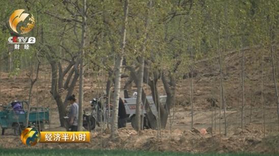 除了改种粮食外,田永木告诉《经济半小时》记者,当地的气候土壤适合种植一种果树,那就是在夏津县有千年种植历史的椹树。