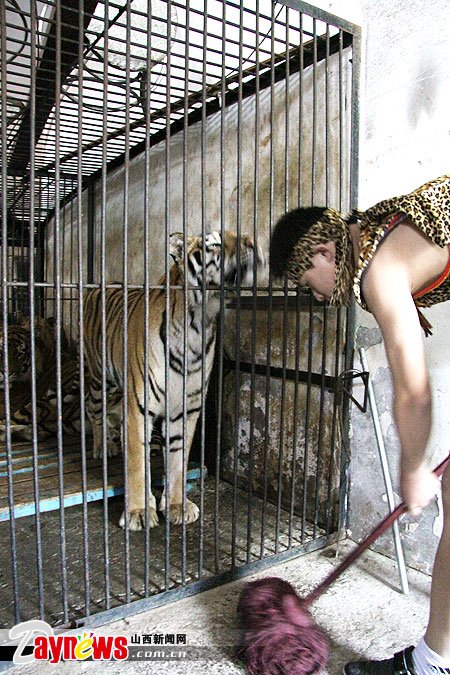 驯虎师娄勇赞:玩的就是心跳