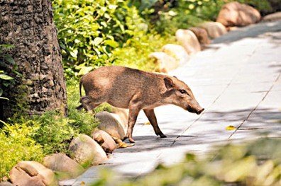 两只野猪闯入香港海洋公园 较大只突围而出(图)