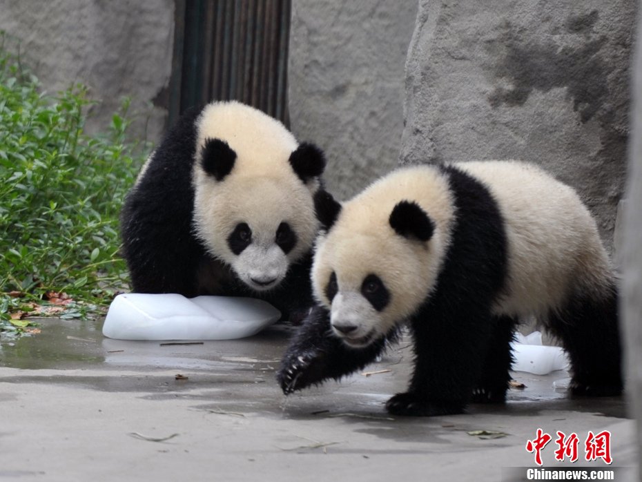 四川成都持续高温 大熊猫享受冰块降温