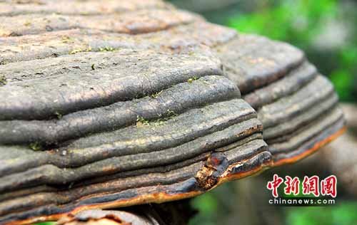 �Ĵ���������ɽ�����ش�Ұ����֥��