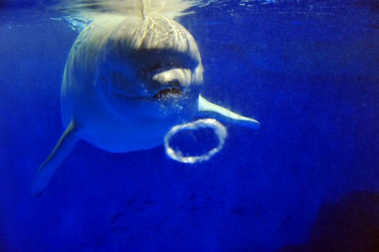 天津极地海洋世界极地动物拜大年即将登场