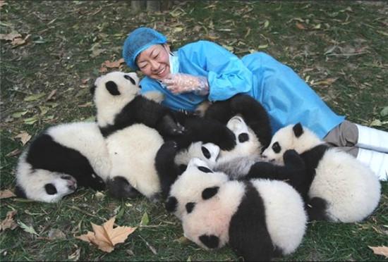 宝熊猫宝的梦幻托儿中心秒杀人类幼儿园