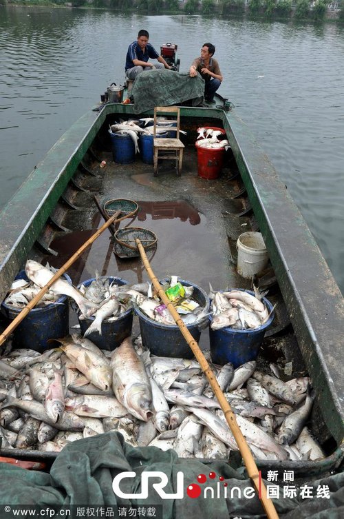 江西九江两湖遭污水倒灌 15万公斤鱼死亡(图)