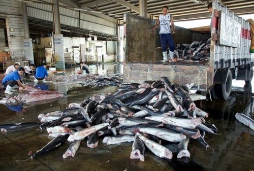 ���ط�����ó�ף�ÿ��7300��ͷ�����Ⲷɱ