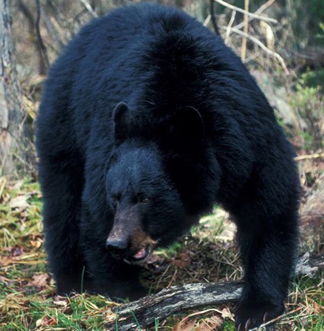 加拿大一杀人犯被黑熊吃掉 黑熊被判“安乐死”