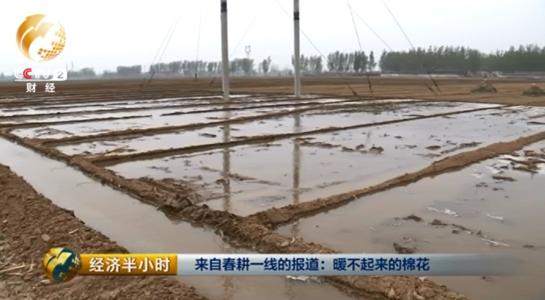 眼下这个时节正是最需要用心的时候,王以双必须把全部精力和时间都交给他的棉花。