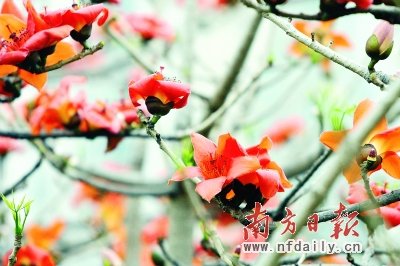 广州327岁“木棉王”又开花 被称英雄花(图)