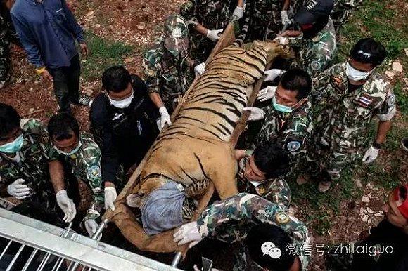 5月30日，由於虎廟涉嫌虐待和走私老虎，泰國官方野生動物保護部門開始搜查寺廟，並將廟裏的一部分老虎“解救”出來。