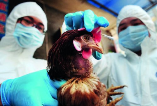 4月7日，湖南省长沙市开福区毛家桥大市场，长沙市动物疫病预防控制中心技术人员正对市场内的鸡等禽类进行抽样检测。