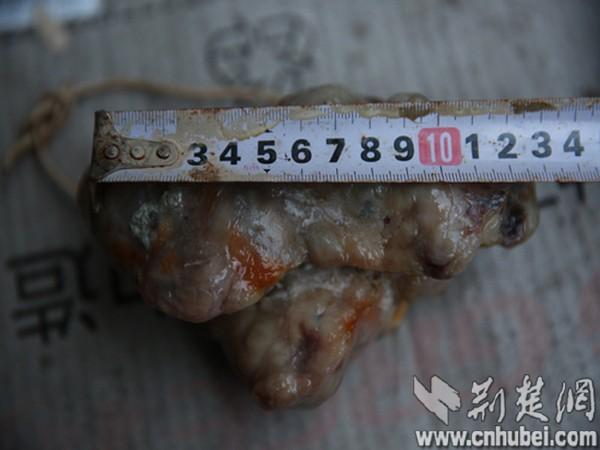 老狗死后留下七两狗宝 老人10万元不卖(图)