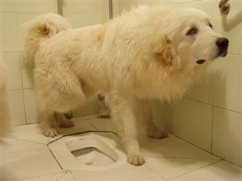 教你如何让狗狗懂得上厕所