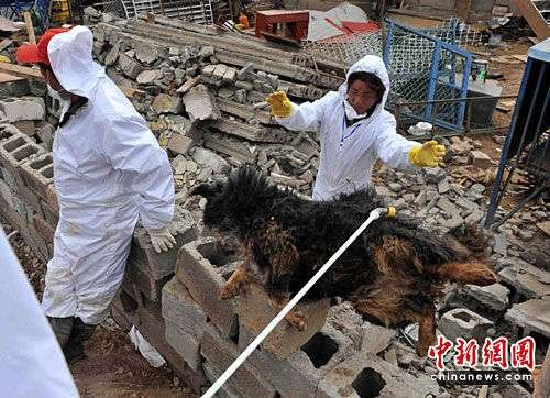 上千藏獒玉树地震中死亡 无害处理难度大