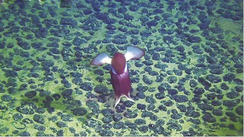 蛟龙号下潜5000米拍摄海底稀奇大型生物(图)