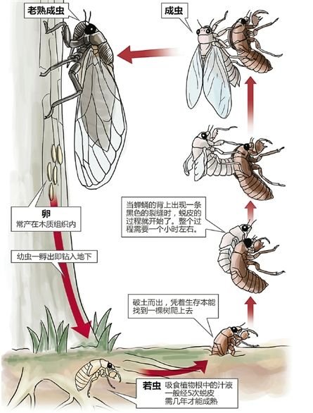 知了的一生大多数时间都生活在地下,成虫只有短短几个月生命,因此无法