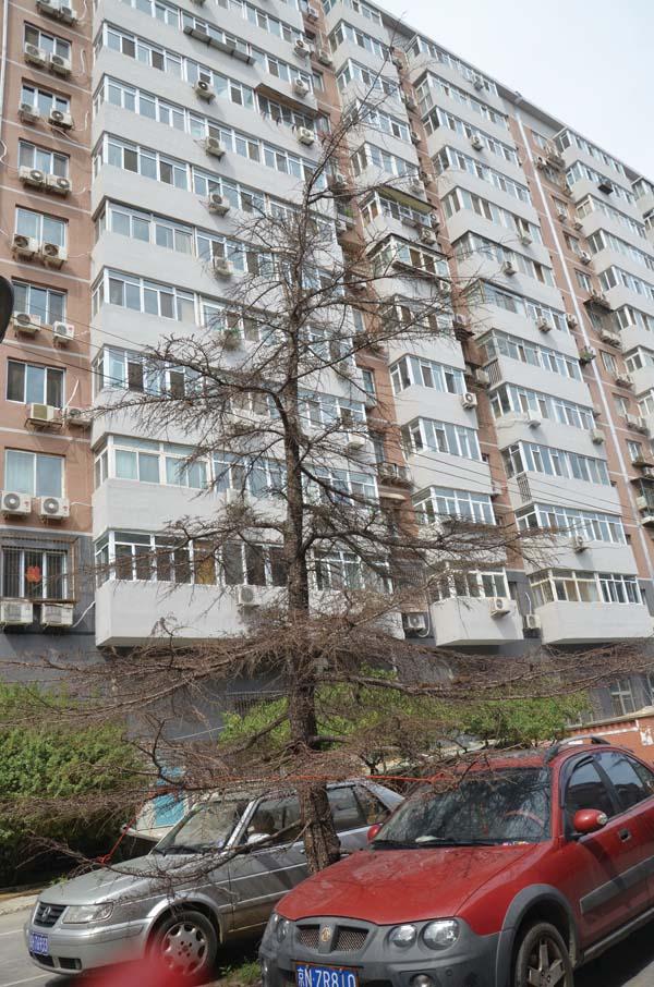 北京雪松非正常死亡调查:水泥糊根闷热难喘气