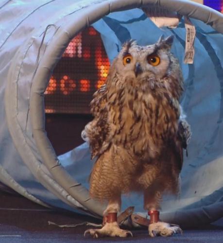 猫头鹰上才艺秀受惊 一副“目瞪口呆”表情(图)_新闻_腾讯网