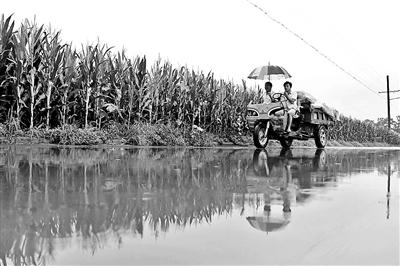 河南63年来最重旱灾目击：领导送水像走过场