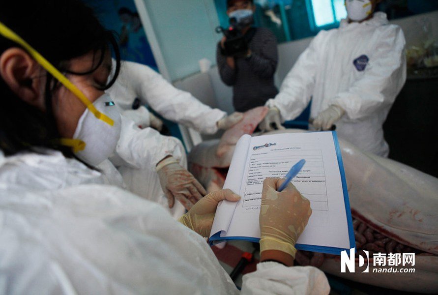 <em>中华白海豚</em>深圳<em>搁浅</em> 抢救45天后死亡(二)