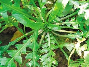 食疗养生：雨水节气最佳食物 豆苗和荠菜上榜