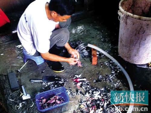 在一酒店厨房内,一男子正在杀鸟,地上满是羽毛.
