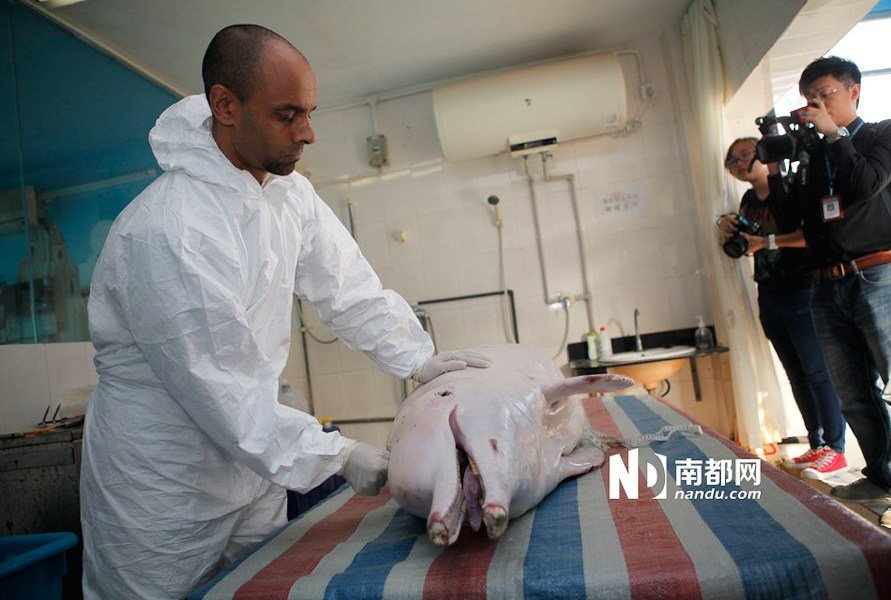 <em>中华白海豚</em>深圳<em>搁浅</em> 抢救45天后死亡(二)_网易