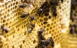 男子养野蜂2000万朵花酿一斤蜜 顾客开车300公里来买