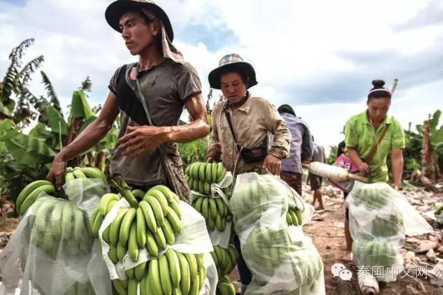 中国企业泰国租地种香蕉 抽水灌溉引当地人不