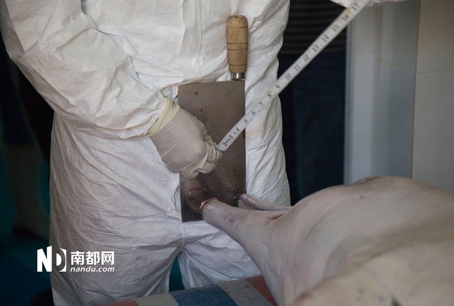 组图:<em>中华白海豚</em>深圳<em>搁浅</em> 抢救45天后死亡_新