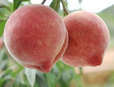 养生:青芒果用生石灰捂黄 警惕12种有毒水果