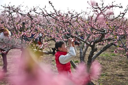 长丰陶楼第十届桃花节开幕 游客可在农事体验园体验特别的田野生活