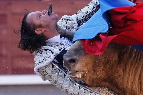 西班牙著名斗牛士被公牛刺穿咽喉生还(组图)