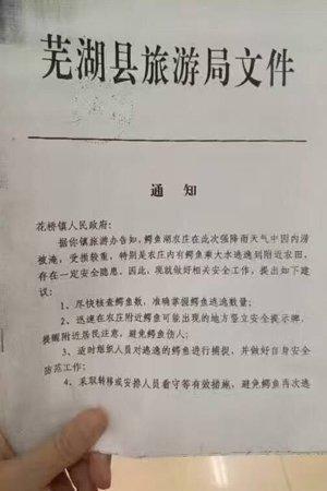 安徽派10余人抓捕“逃逸”鳄鱼 目前已抓回10条