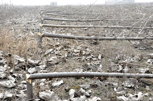 山西万荣三北防护林被毁事件调查(图)