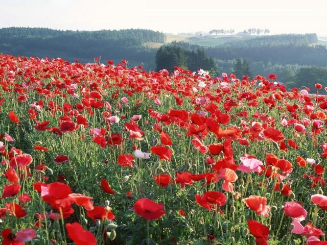 外媒:中澳日毒品需求让"金三角"罂粟种植死灰复燃_新闻_一生一世