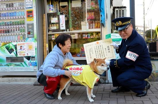 日本6岁柴犬帮主人看店卖香烟 用鼻子开门(图)