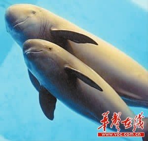 洞庭湖江豚灭绝在即 渔政部门纵容捕捞