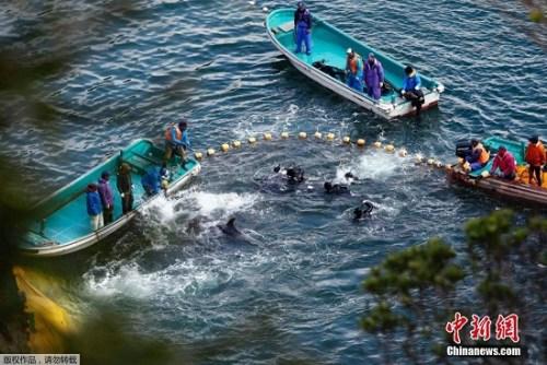 当地时间2014年1月21日，日本太地“海豚湾”，日本渔民围捕入网的海豚。 据报道，在一年一度的海豚围捕活动中，已有数百海豚被猎杀。