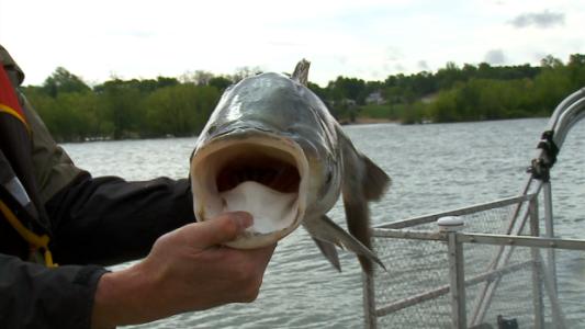奥巴马下令关闭密西西比河一水闸阻止亚洲鲤鱼