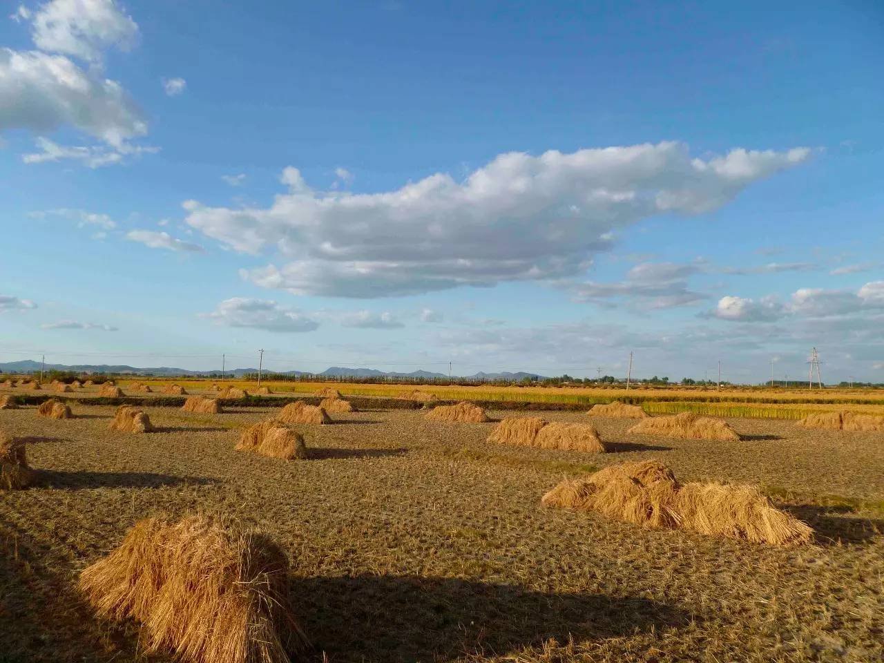 大荒地村秋收 大荒地村秋收