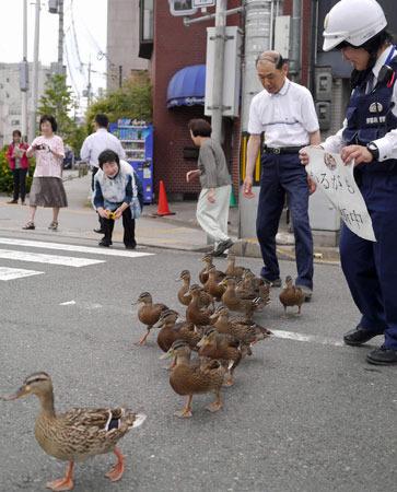 日本小野鸭搬家受警察护送队列整齐超可爱（图）