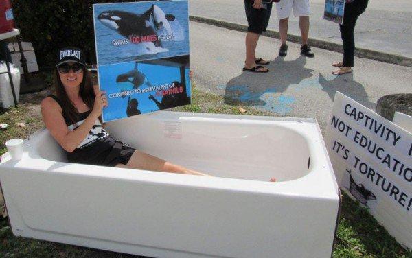 新西兰女子浴缸静坐，抗议水族馆圈养虎鲸。