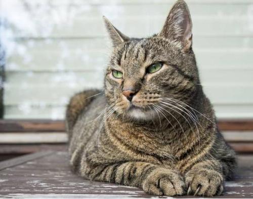 基因决定家猫不能成为人类最好朋友(图)