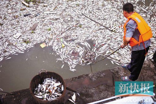 广州花地河现数千斤死鱼 近两公里河面一片白