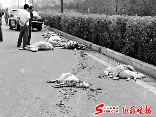 羊群横穿马路被撞死羊占了两条车道(图)_新闻