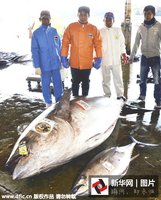 日本捕获 重417公斤金枪鱼  卖出11万元_新闻_