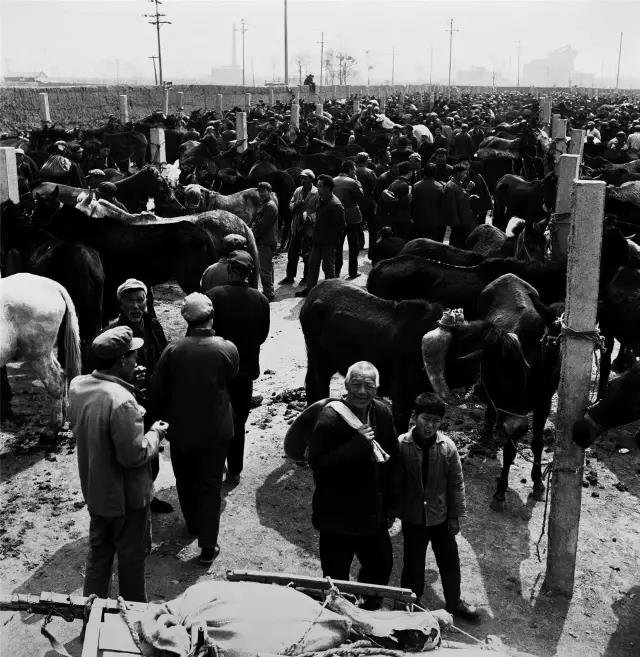 1982年1月15日,河南省洛阳市。市郊关林的骡马交易市场。这里曾是豫西地区最大的骡马交易市场。随着农村经济的发展和农业机械的大量使用,骡马交易日趋萧条,现在这种场景已不多见。 1982年1月15日,河南省洛阳市。市郊关林的骡马交易市场。这里曾是豫西地区最大的骡马交易市场。随着农村经济的发展和农业机械的大量使用,骡马交易日趋萧条,现在这种场景已不多见。