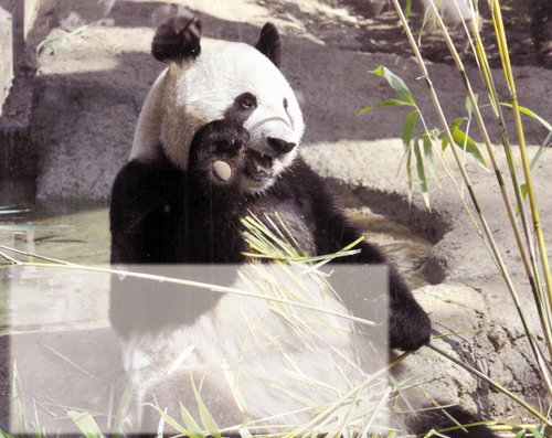 中国大熊猫在日本抚慰灾民 受游客热捧(组图)